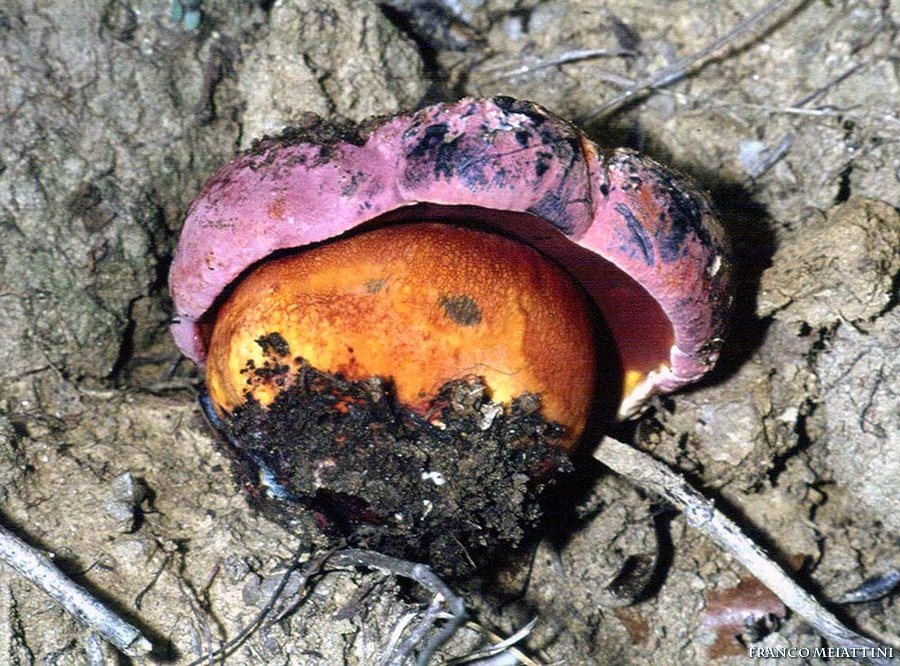 Boletus rubrosanguineus ?